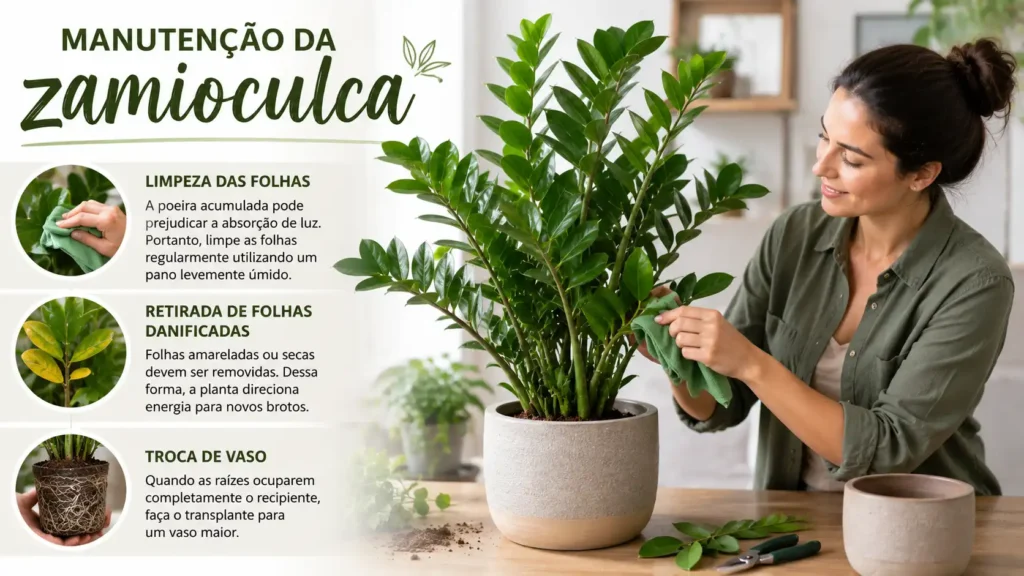 Mulher realizando a manutenção de uma planta zamioculca saudável e exuberante em um vaso decorativo moderno, dentro de um ambiente residencial elegante e bem iluminado. A cena destaca a limpeza cuidadosa das folhas verdes e brilhantes com um pano úmido, reforçando os cuidados essenciais para preservar a beleza da planta. Ao lado, elementos que representam a retirada de folhas danificadas e a troca de vaso ilustram as principais etapas da manutenção. A decoração contemporânea, a iluminação natural suave e a profundidade de campo realista criam uma atmosfera acolhedora e sofisticada, em estilo editorial profissional para artigos de jardinagem e decoração. Formato horizontal 16:9, ultra realista, alta definição, ideal para Google Discover.