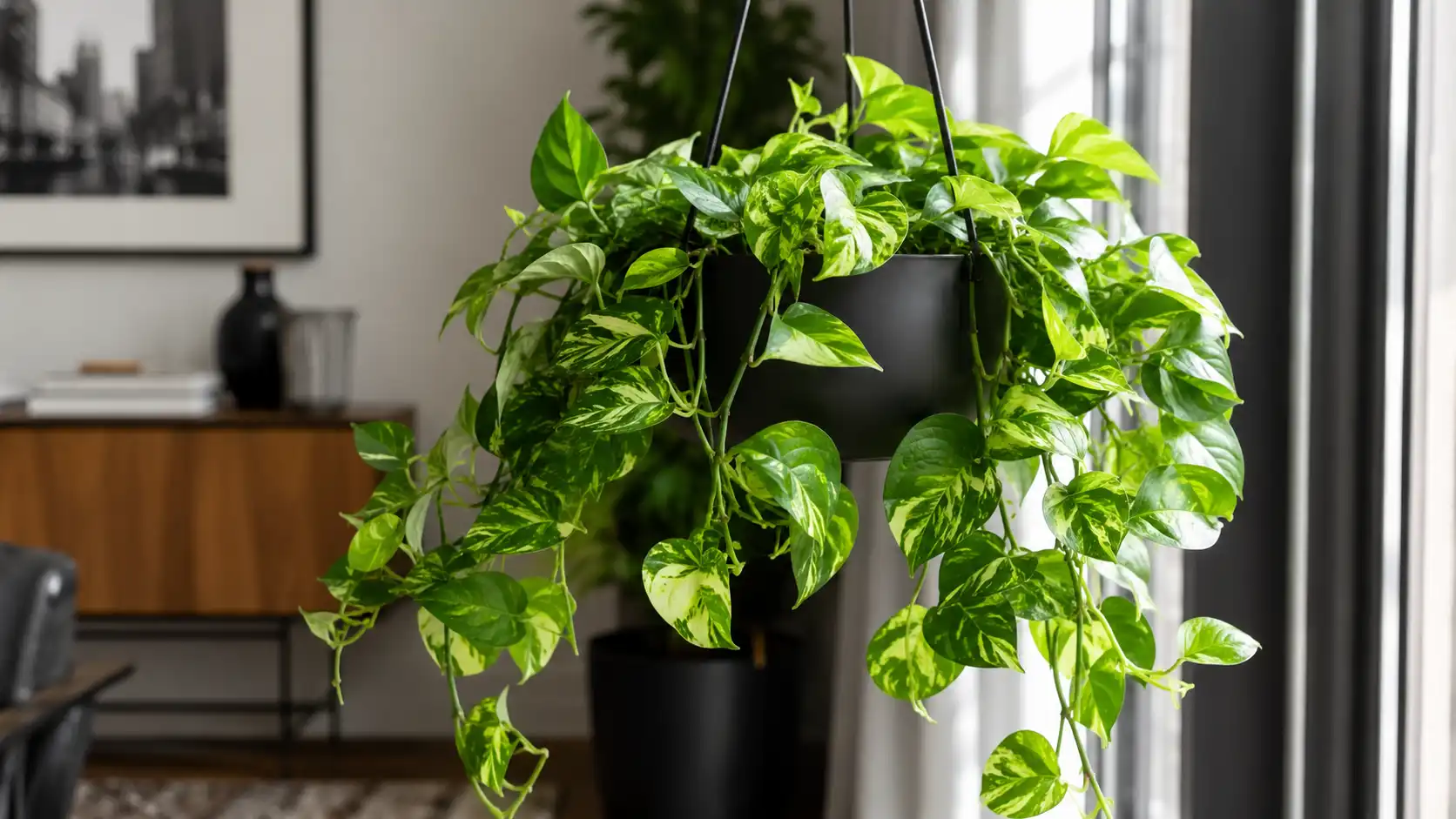 planta jibóia