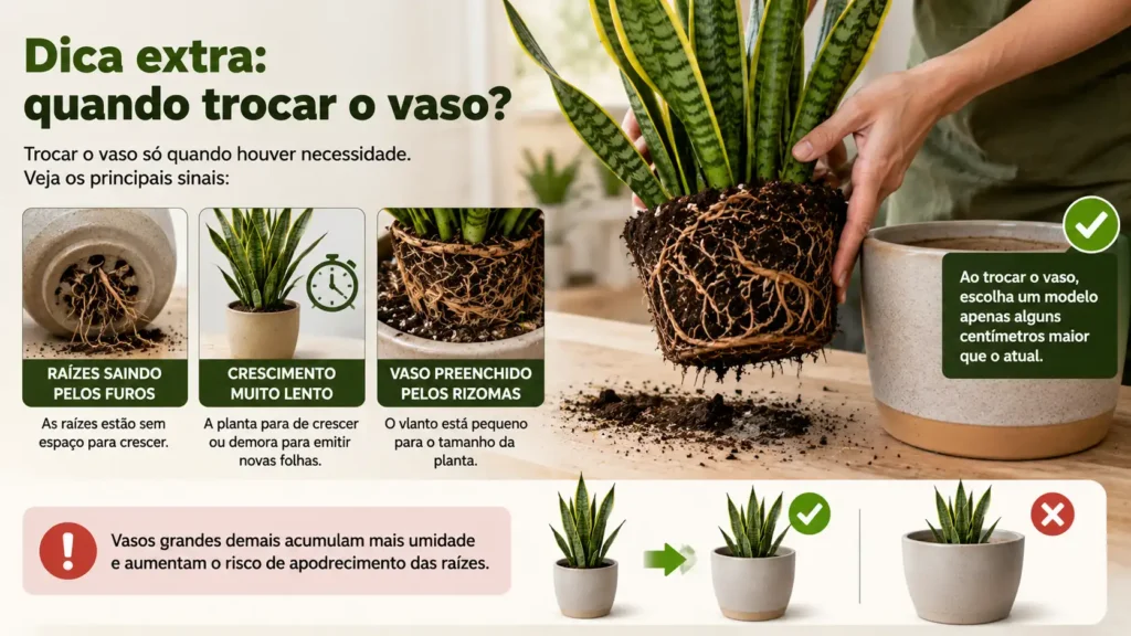 Espada-de-são-jorge sendo retirada do vaso para verificar raízes e realizar o replantio no recipiente do tamanho ideal.