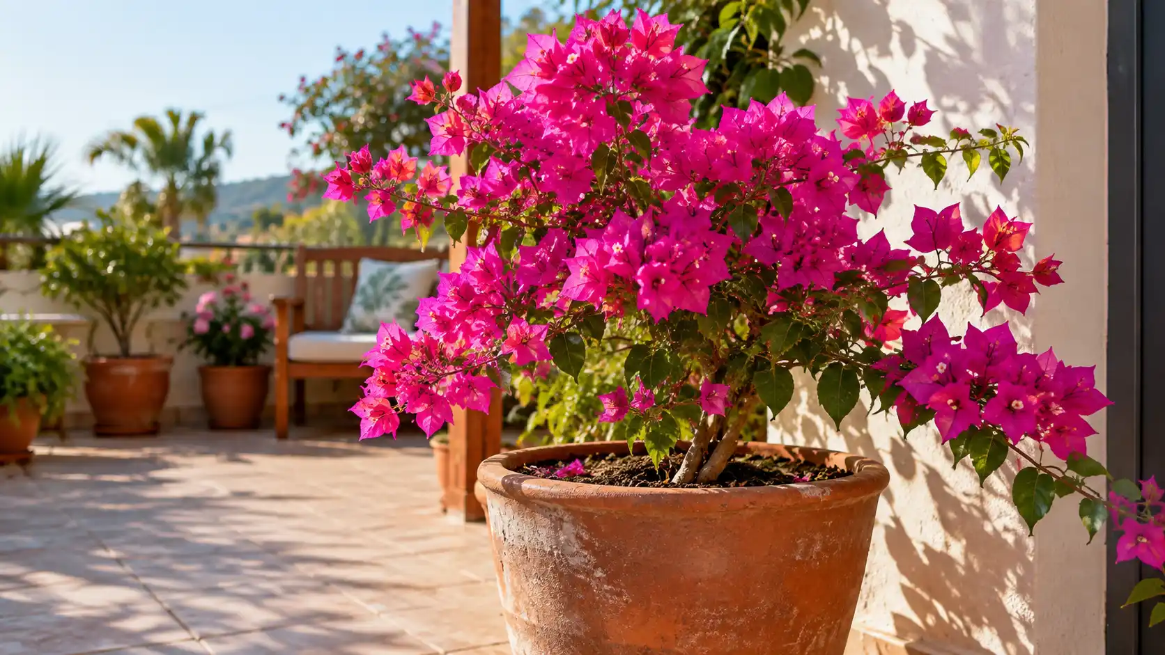 Bougainville no vaso com flores rosas em área externa ensolarada